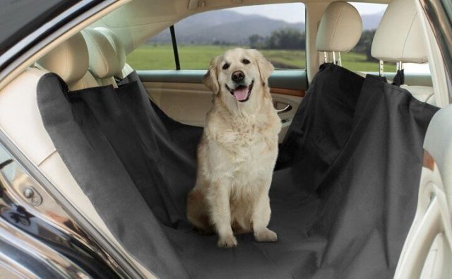 Voyager avec un animal de compagnie en voiture